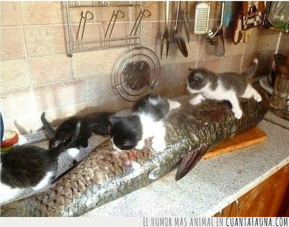 félidos,felinos,gatos,mininos,pescado